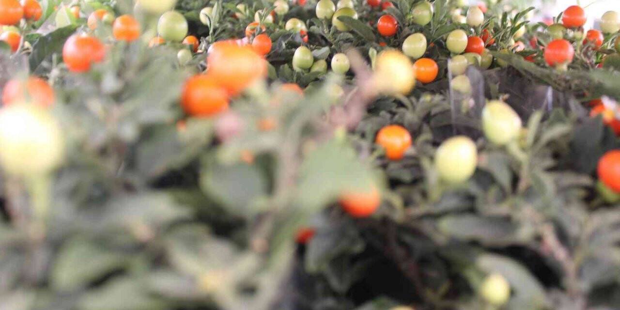 Türkiye’nin çiçek ihtiyacının yüzde 60’ını karşılayan Yalova’da Öğretmenler Günü yoğunluğu