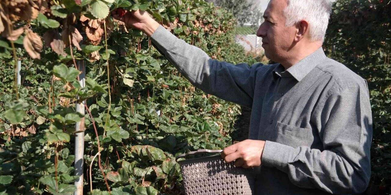 Bu yöntemle her mevsim taze çilek yemek mümkün