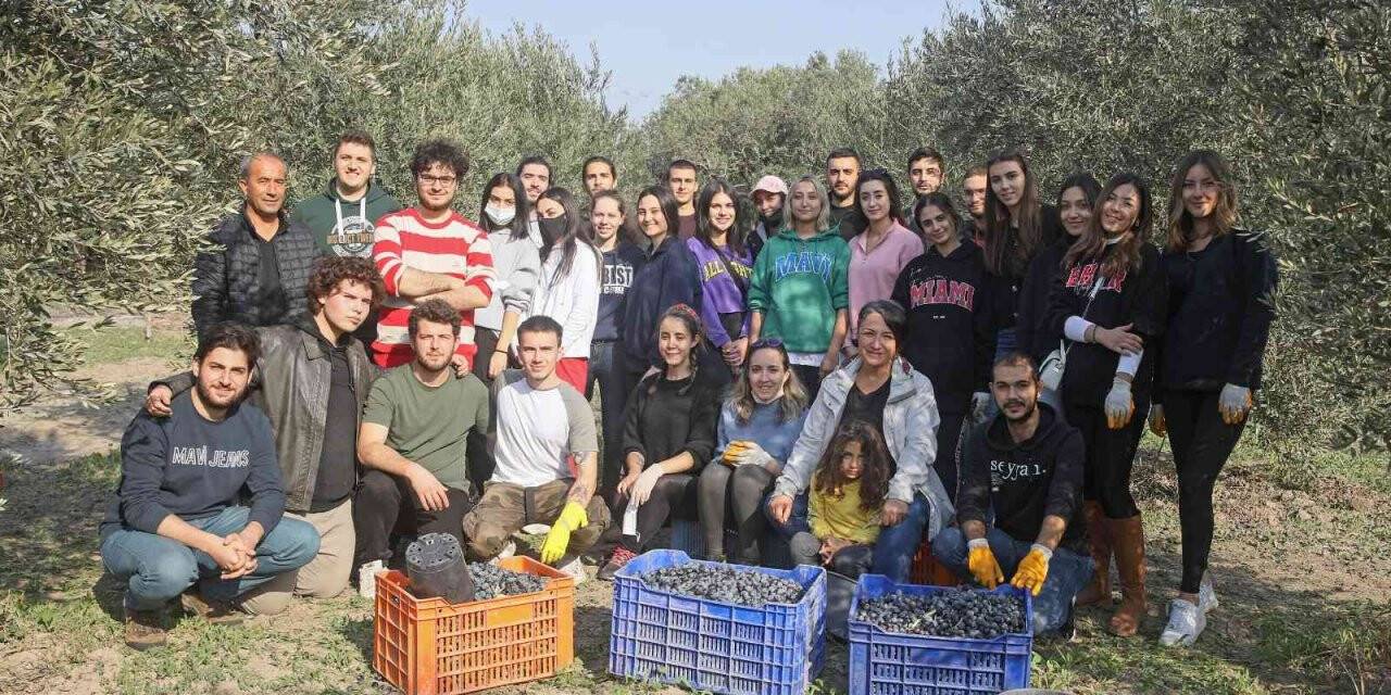 Üniversitelilerden gönüllü zeytin hasadı