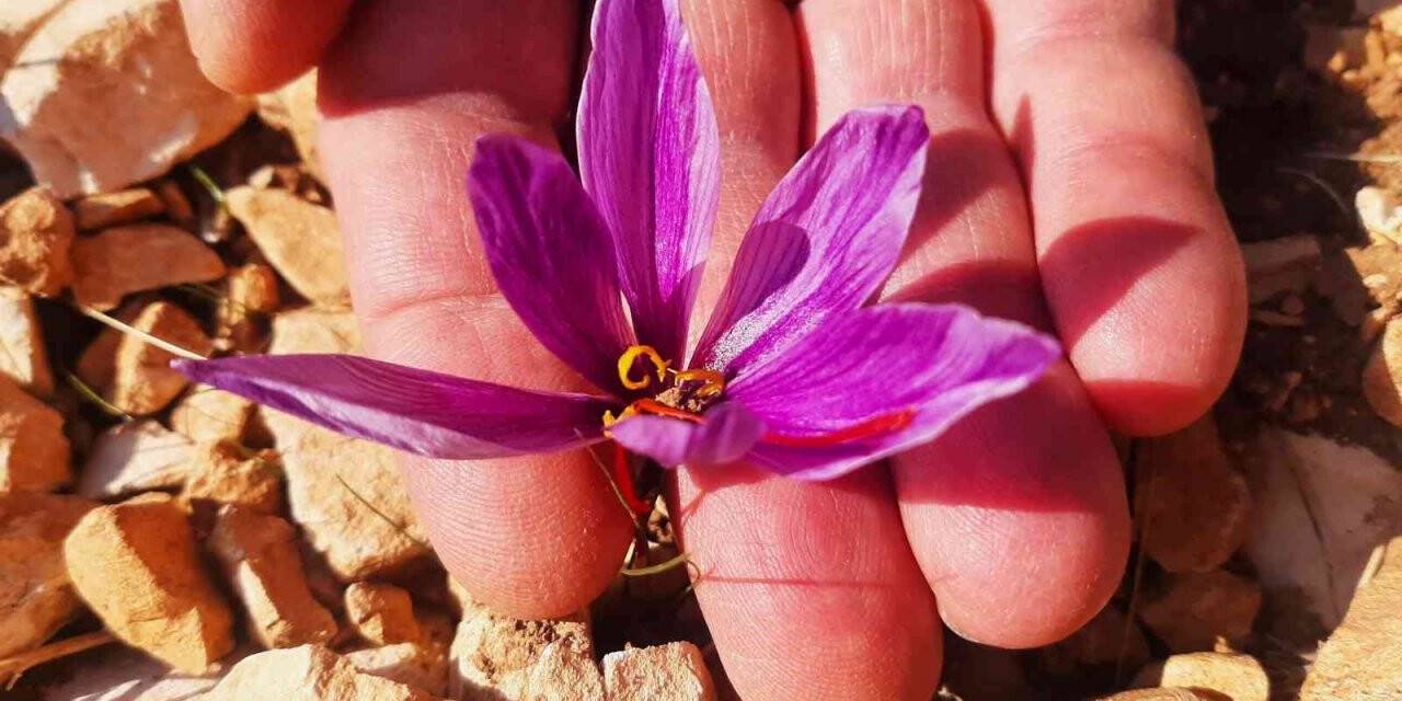 250 gram safranla 25 bin lira gelir