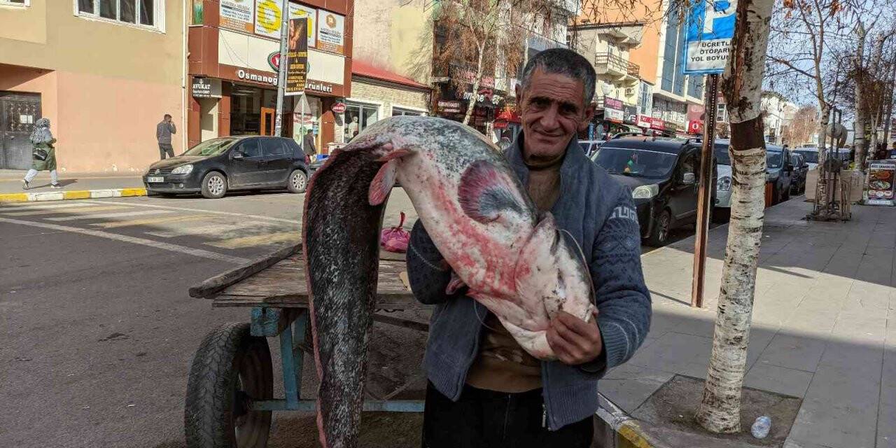 Kura nehrinde boyu kadar yayın balığı tuttu