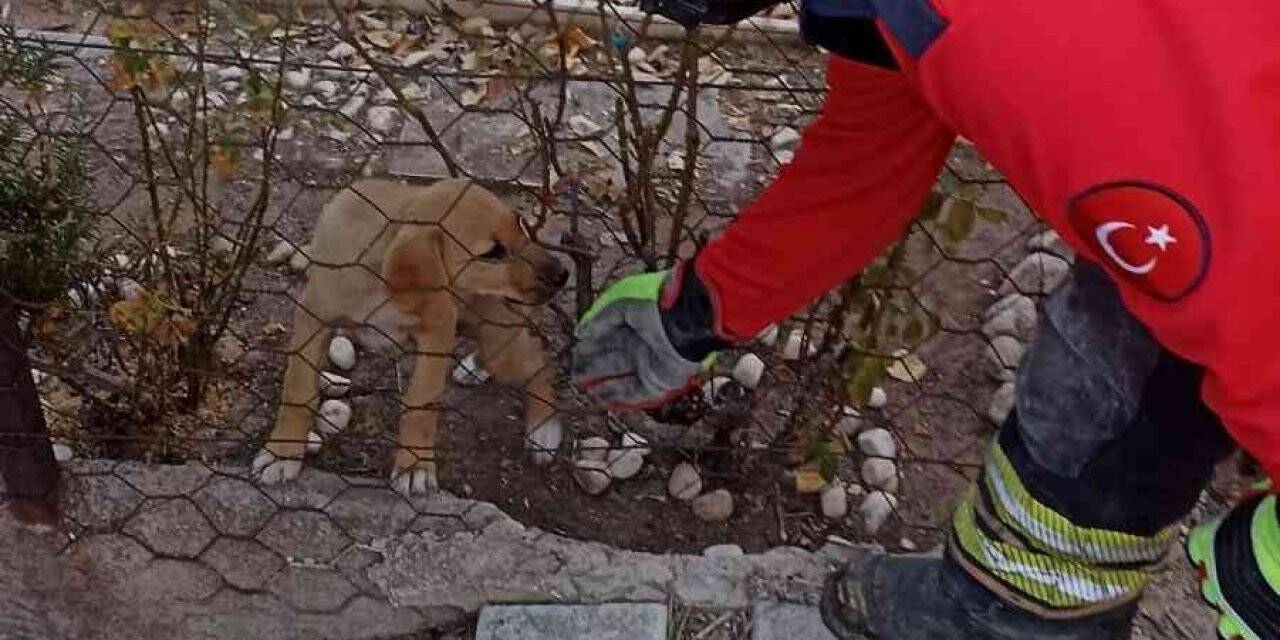 Tel örgüsüne başı sıkışan yavru köpeği itfaiye kurtardı