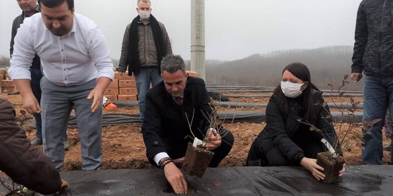 Bilecik’te 15 bin adet yaban mersini dikimi gerçekleştirildi