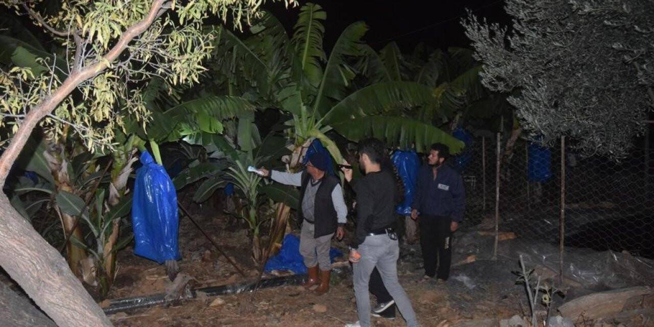 Muz hırsızı evinde çaldığı ürünlerle yakalandı
