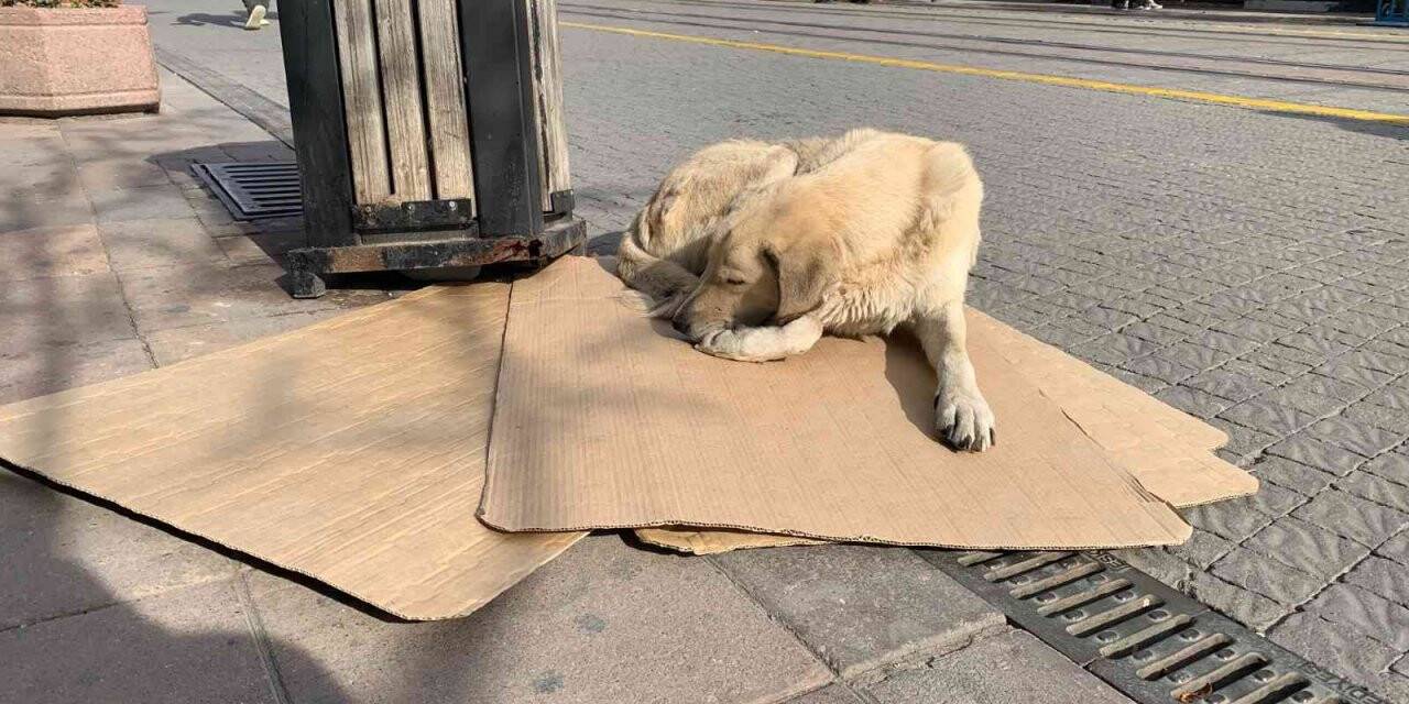 Sokak hayvanları soğuk havalarla mücadelesi başladı
