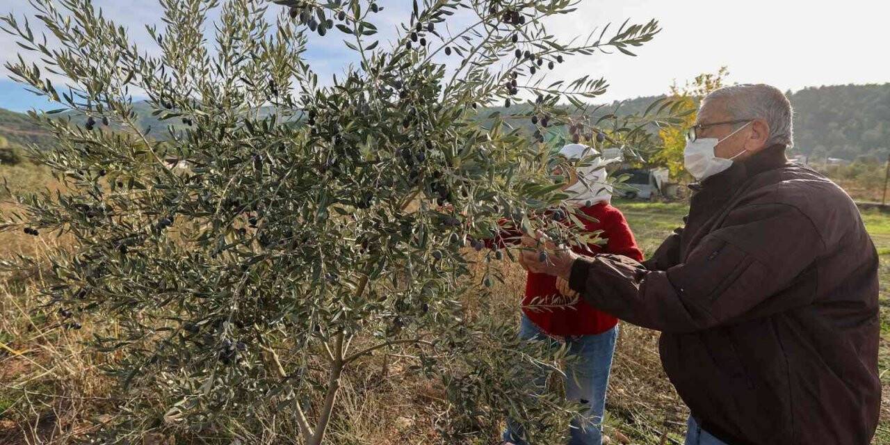 Buca’da “burs hasadı” başladı