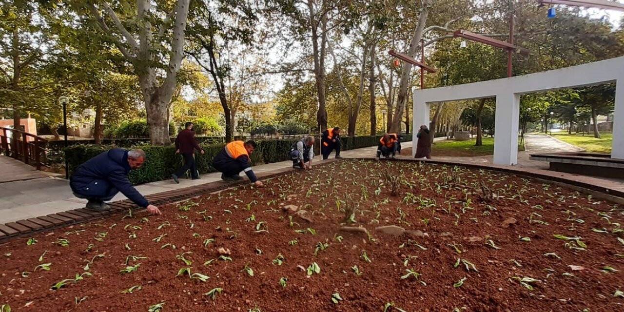 Kozan’da parklar 225 bin çiçek ile kışa hazırlanıyor