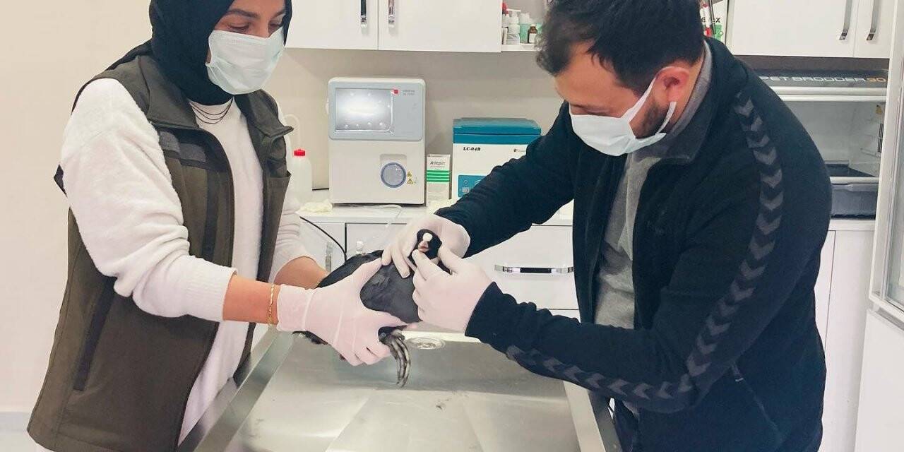 Tedavisi tamamlanan sakarmeke kuşu doğaya salındı