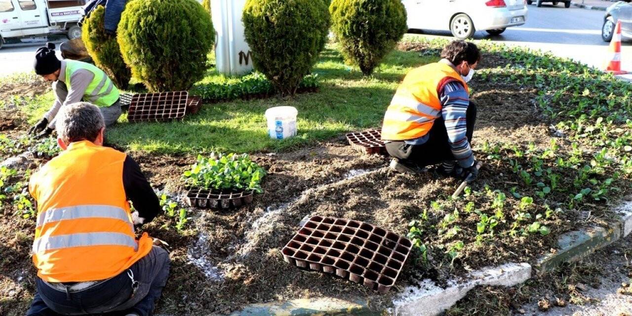 Safranbolu Belediyesinden çiçeklendirme ve ağaçlandırma çalışması