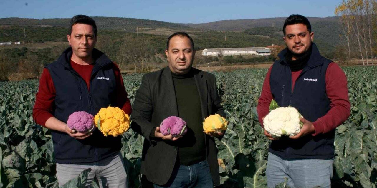 Renkli karnabaharlar hem göze, hem mideye hitap ediyor