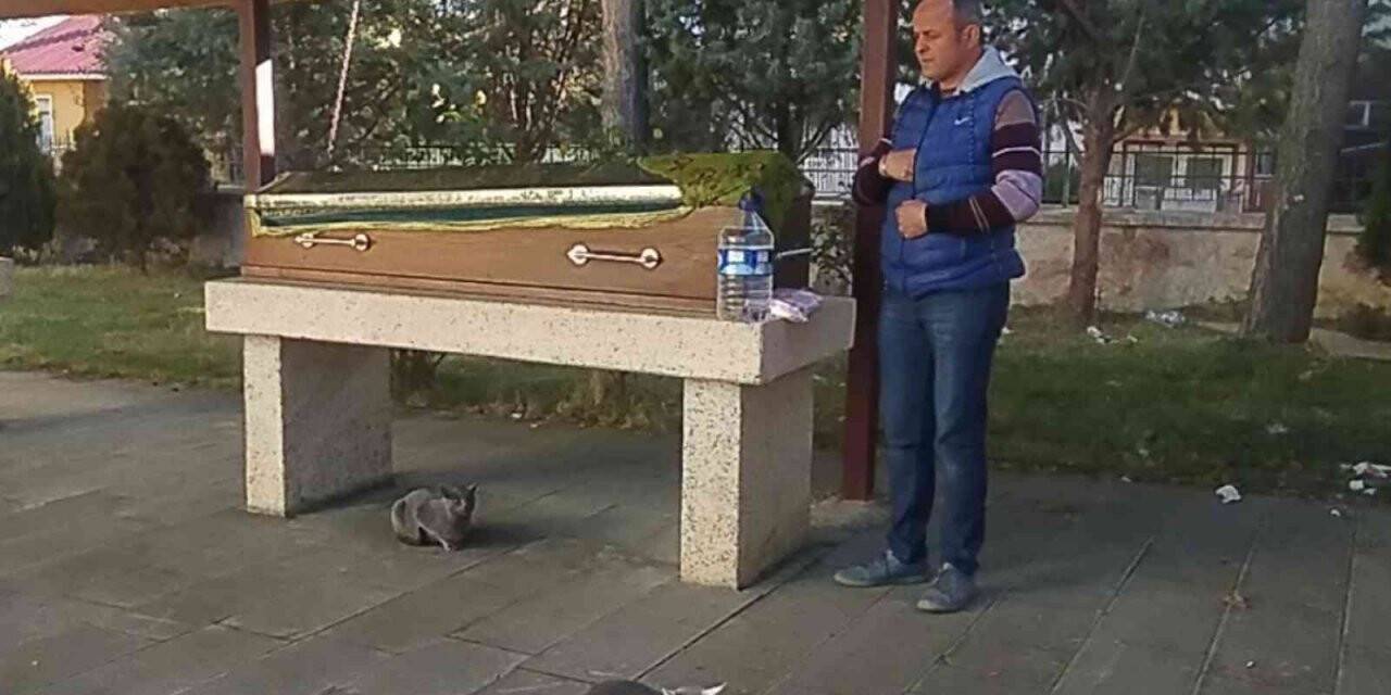Kedilerin tabut başındaki ’vefa’ nöbeti, görenleri şaşırttı