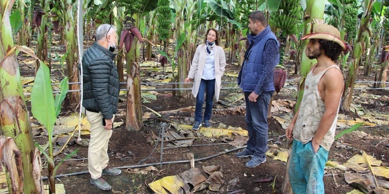 Konyaaltı’nda kurulan ilk muz serasında üretim başladı