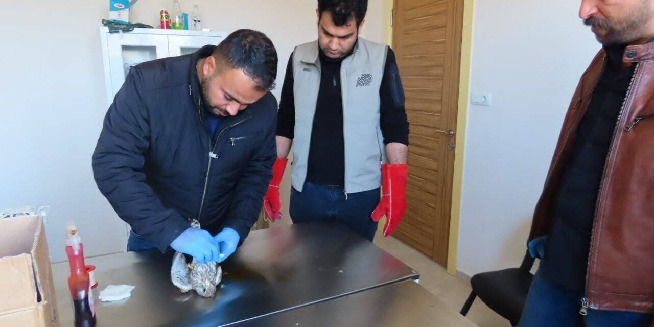 Yaralı atmacaya Mehmetçik şefkati