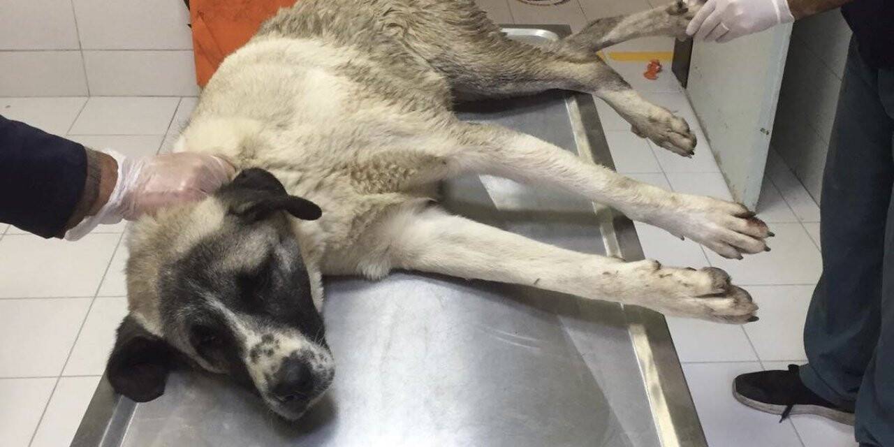 Elazığ’da yaralı köpeğe FÜ sahip çıktı