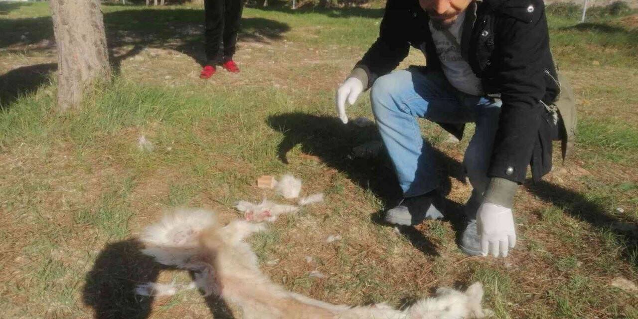 Köpeğin derisini yüzüp yol kenarına attılar