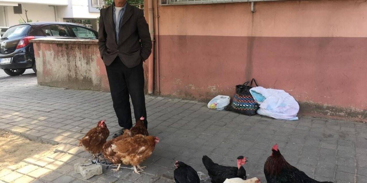 Organik beslenmek isteyenler için 10 yıldır köy tavuğu satıyor
