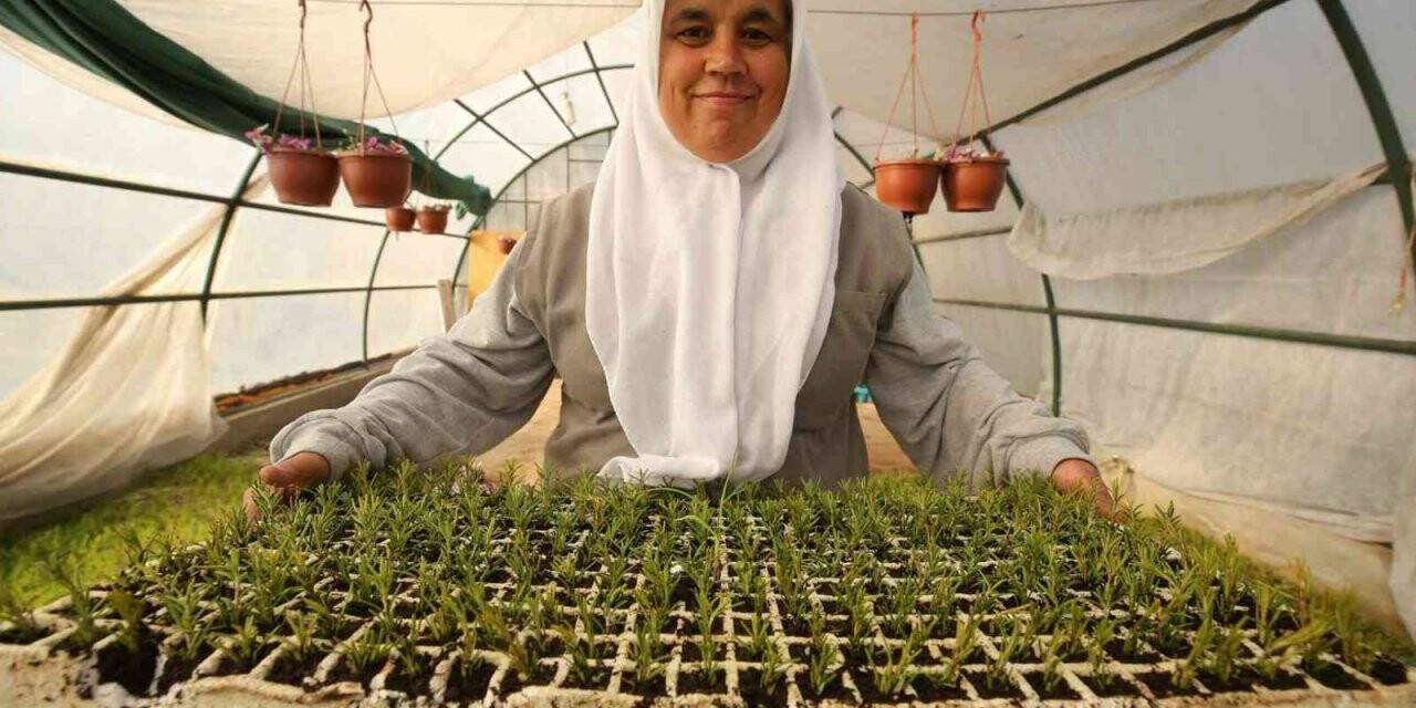 Nilüfer’in parklarına ekilecek bitkiler özenle yetiştiriliyor