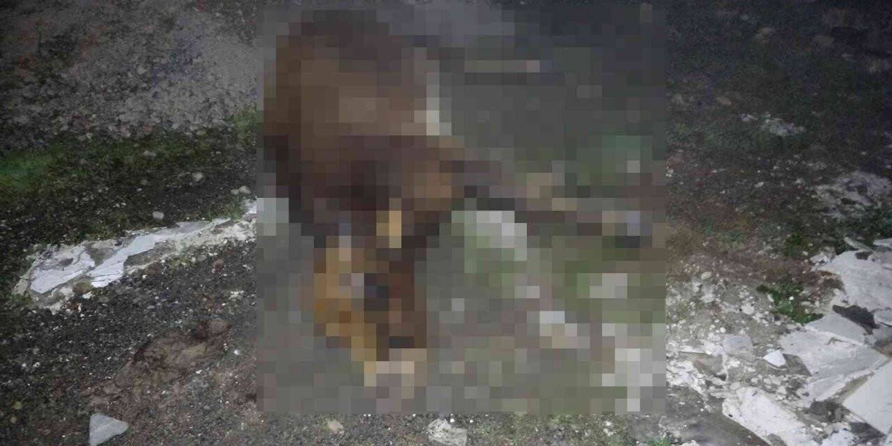 Pendik’te yola çıkan büyükbaş hayvanların arasına otomobil daldı