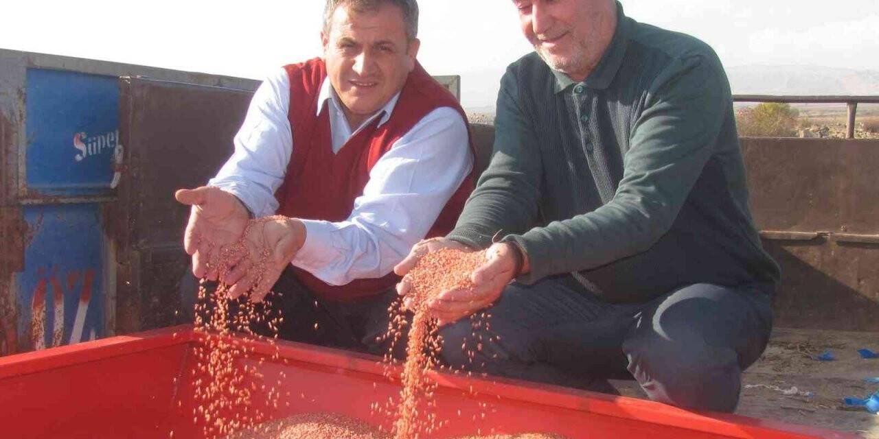 Araban Ovası’nda makarnalık buğday ekimine başlandı