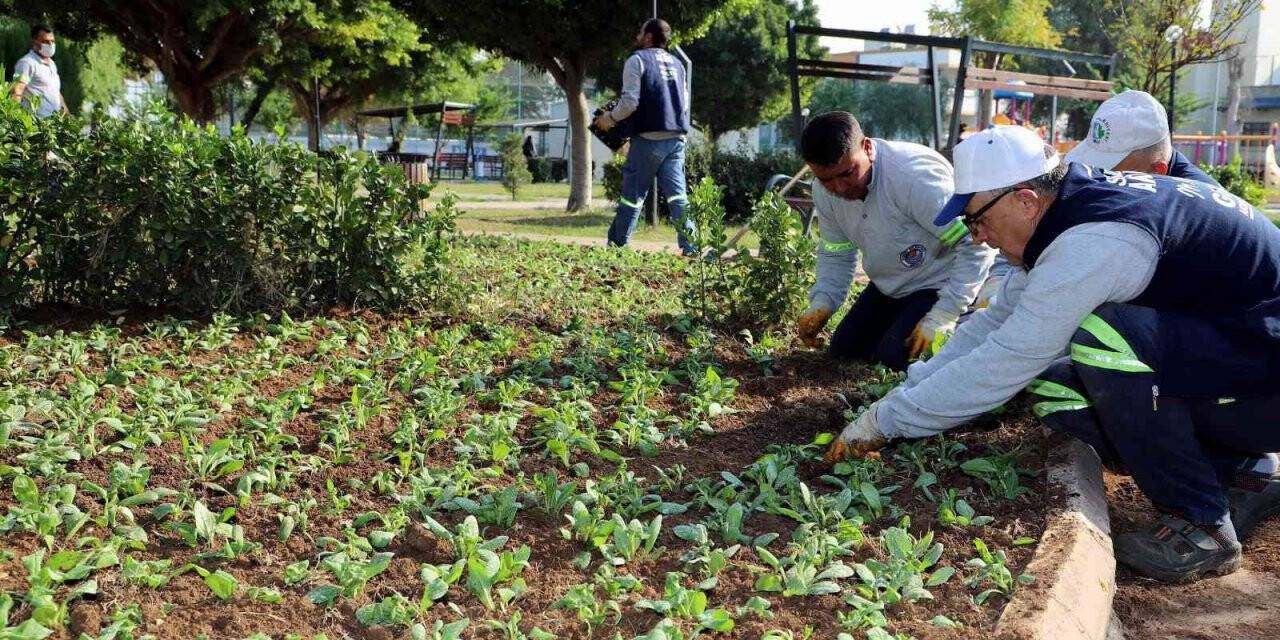 Akdeniz Belediyesi, park ve yeşil alanları çiçeklendiriyor
