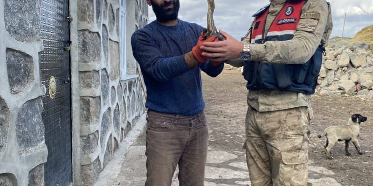 Nesli tükenmekten olan yaralı Küçük Balaban kuşu tedavi altına alındı