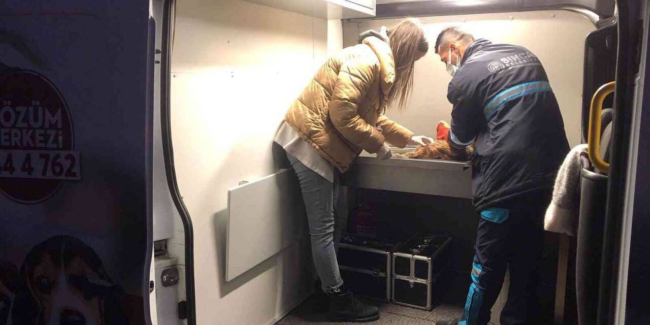 Yaralı kediye Sincan Belediyesinden yardım eli uzandı