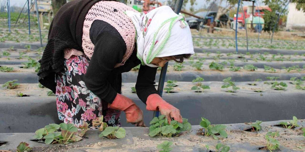 Aydın’da kuraklık çileği de etkiledi, üretici beklentilerini düşürdü