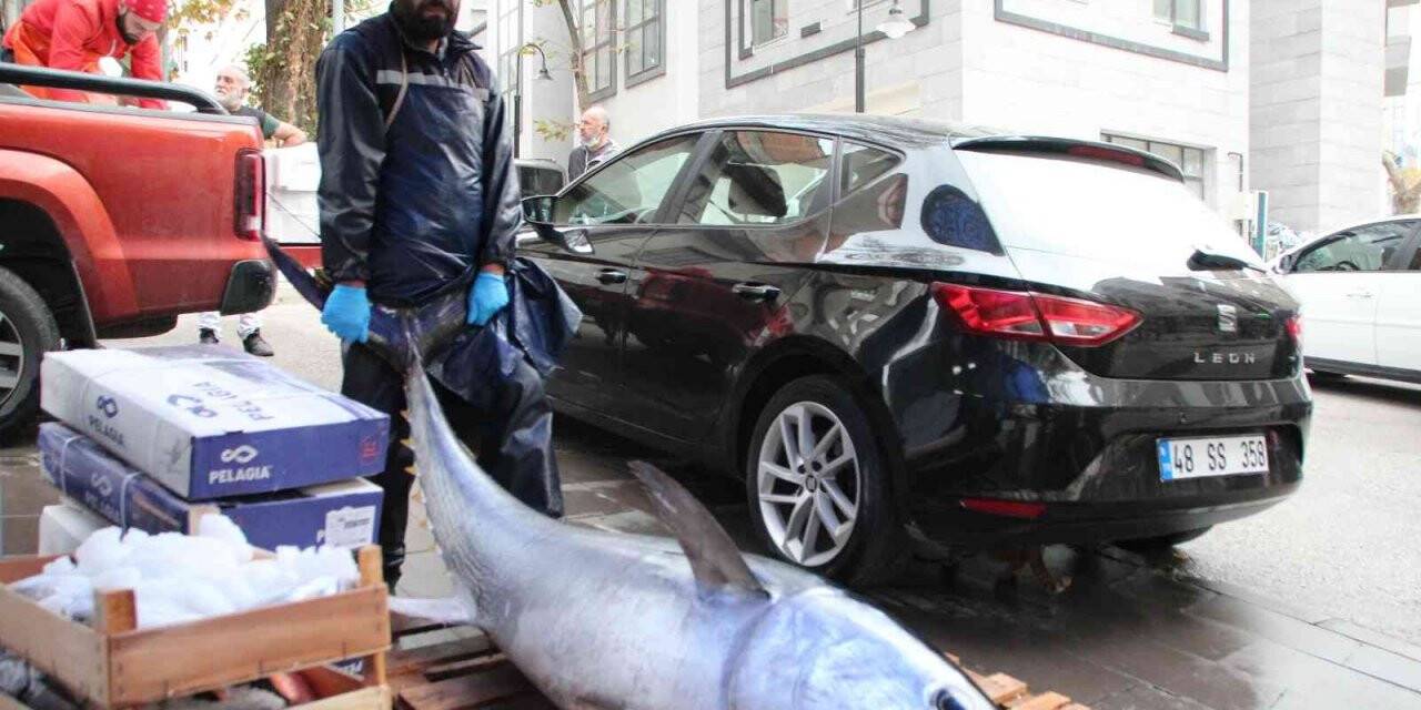 150 kiloluk dev orkinos görenleri şaşkına çevirdi