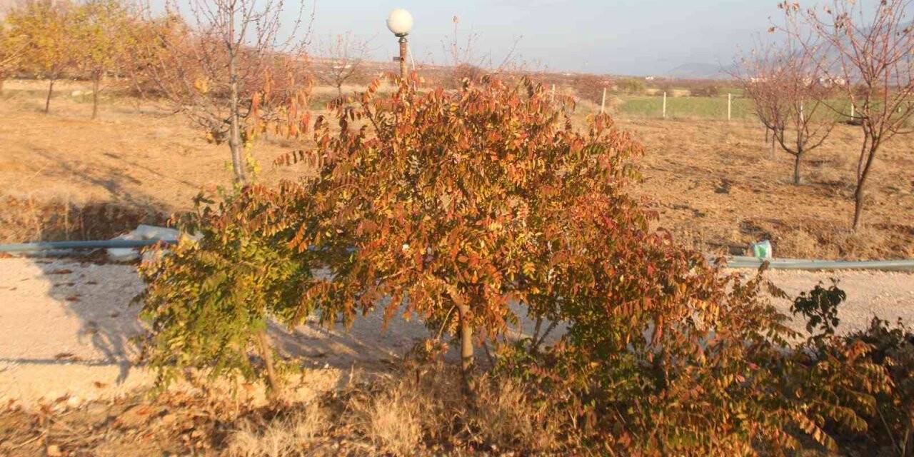 3 yıl önce 10 sumak ağacı dikti, yüzde 200 verim aldı