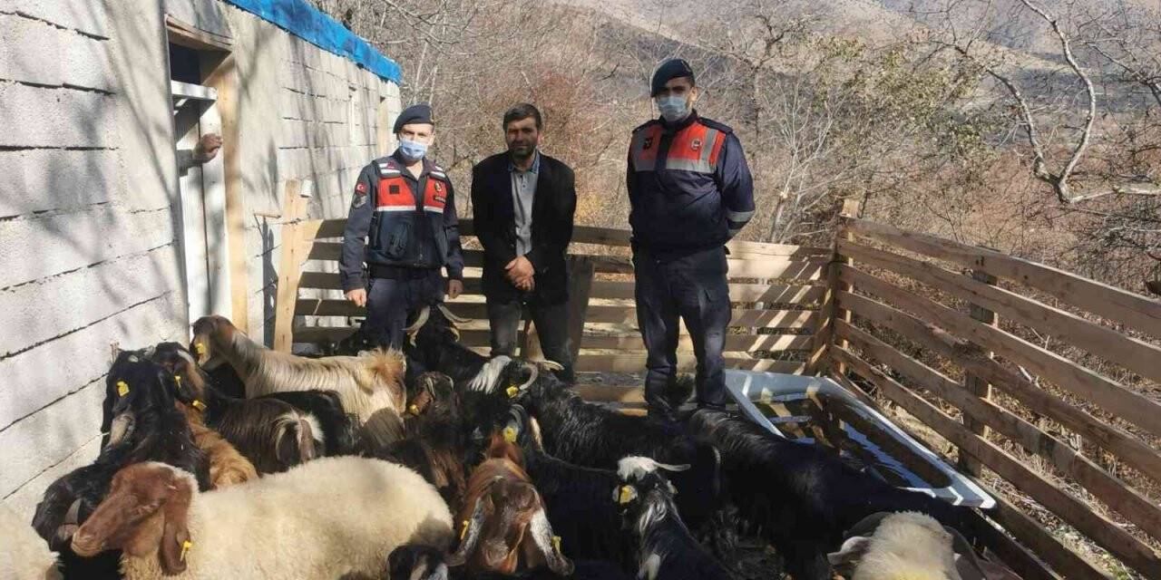 Jandarma kaybolan hayvanları drone ile bulup sahibine teslim etti