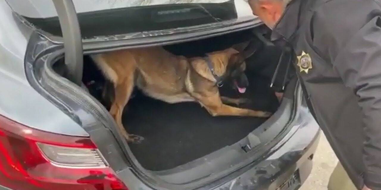 Narkotik köpeği ‘Bella’ tespit etti, polisler ele geçirdi