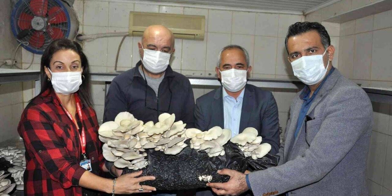 Tarsus’ta mantar yetiştiriciliği kursunu bitirenler iş sahibi oluyor