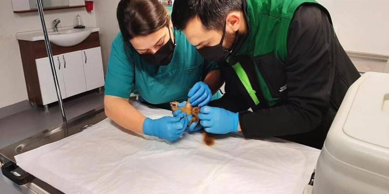 Sincap Alvin yeni yuvasında