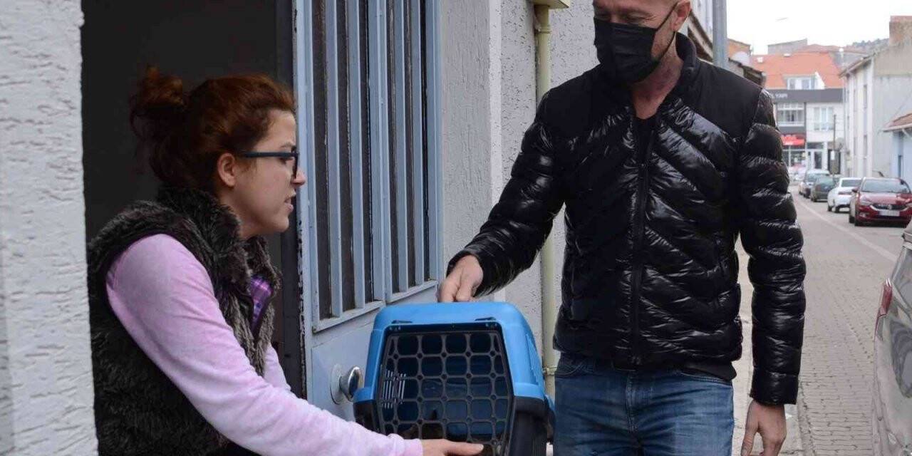 Tedavi edilen minik kediler ailelerine teslim edildi