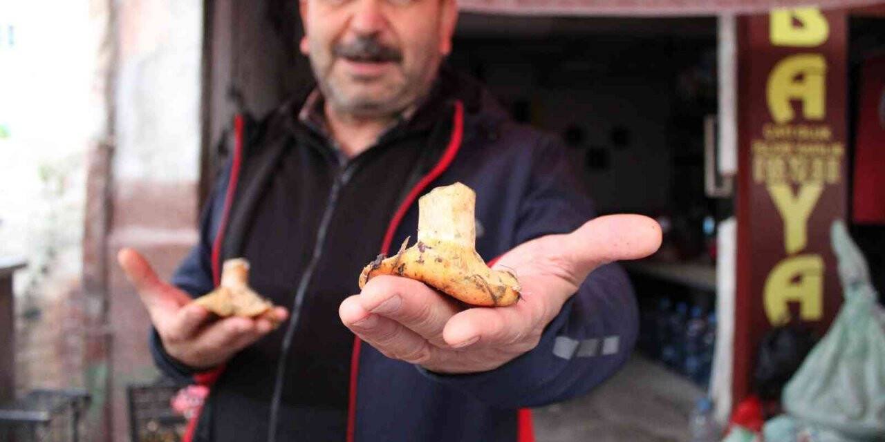 Doğal mantar, çıntarlar tezgahlarda yerini aldı