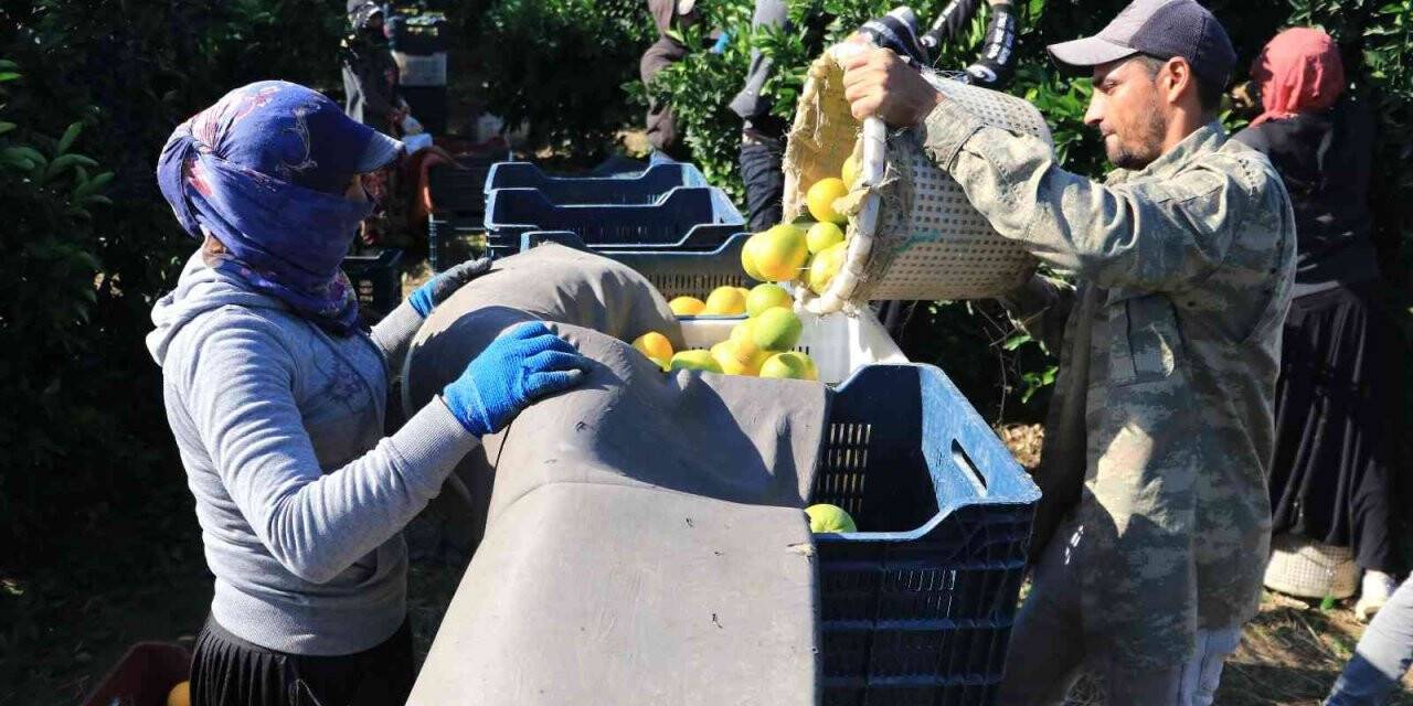 Günlük 124 liraya çalışacak tarım işçisi bulamıyorlar