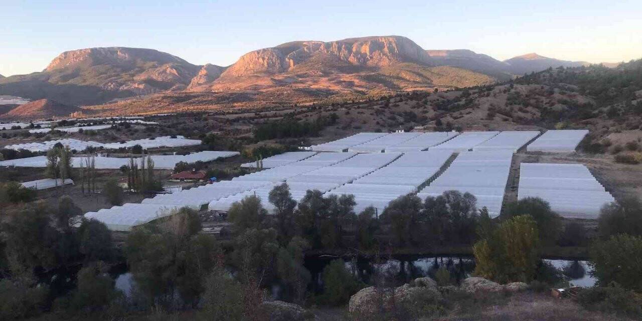 Türkiye’nin yüzde 50 marul ihtiyacını bu bölge sağlıyor