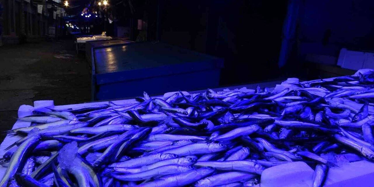 Hamsi bereketi sürüyor, istavrit azaldı