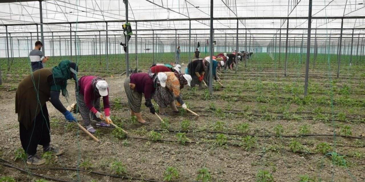 Örtü altı tarımın üssü Antalya’da son 5 yılda çiftçi sayısı 20 bin arttı