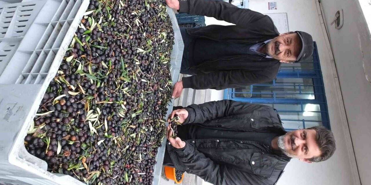 Zeytin hasadına yağmur molası
