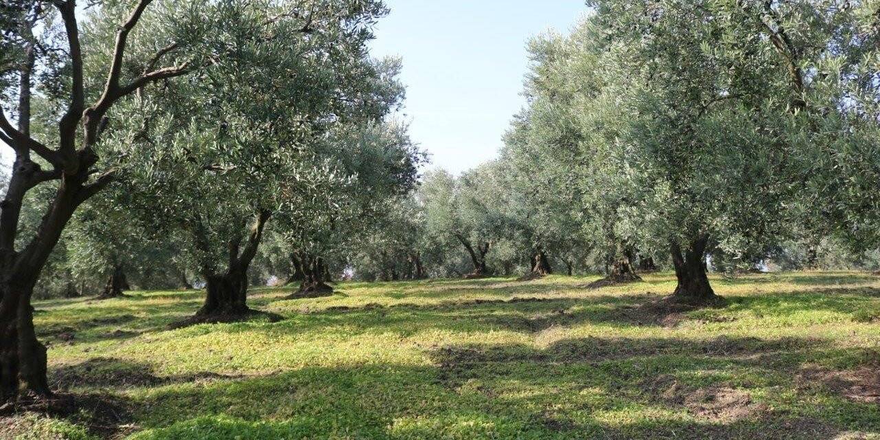 Marmarabirlik’ten 106 milyon TL’lik ödeme