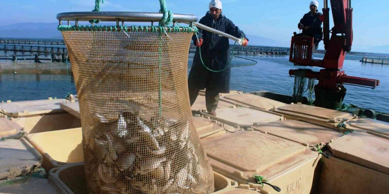 Muğla’dan 54 ülkeye 453 milyon dolarlık balık ihracatı