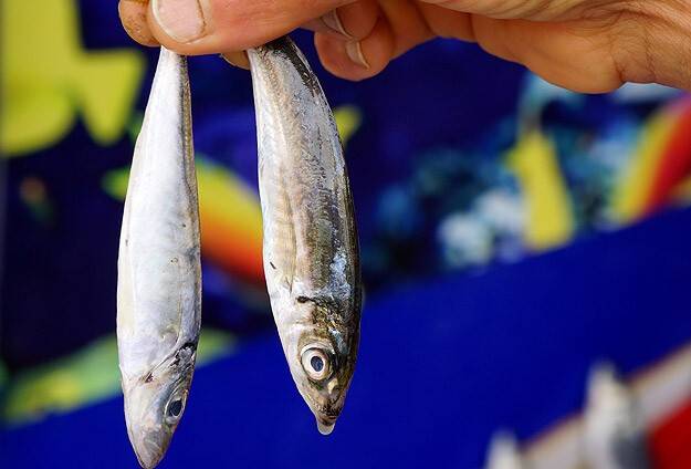 Gökten balık yağdı