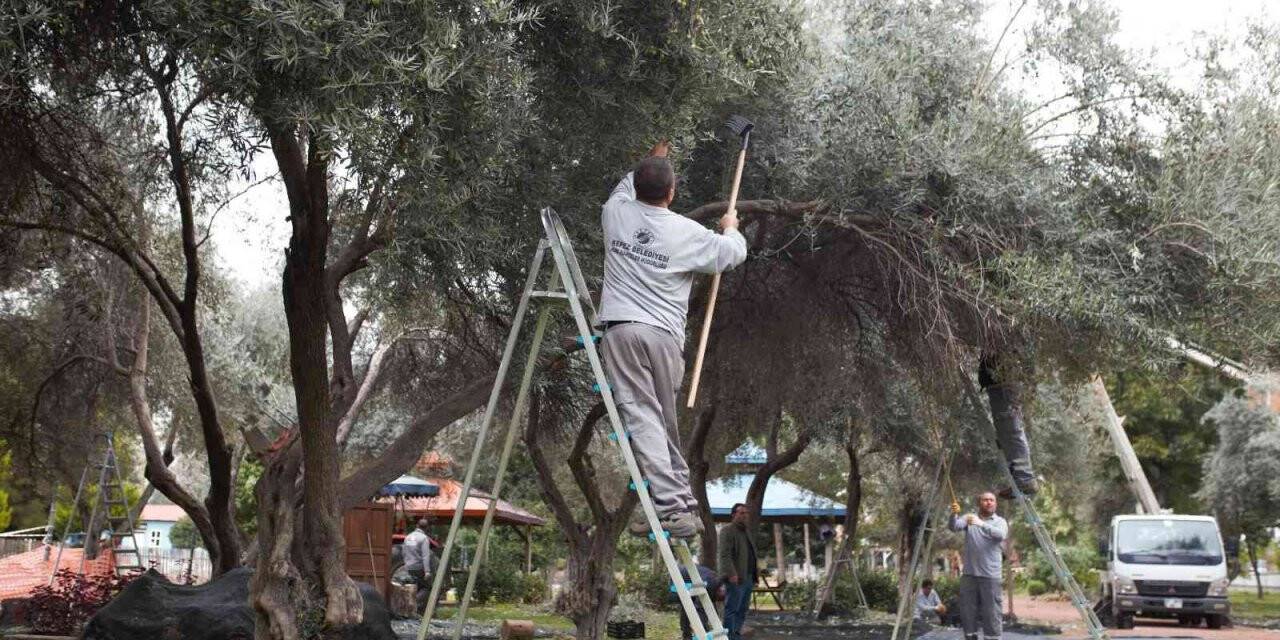 DokumaPark’ta zeytin hasadı başladı