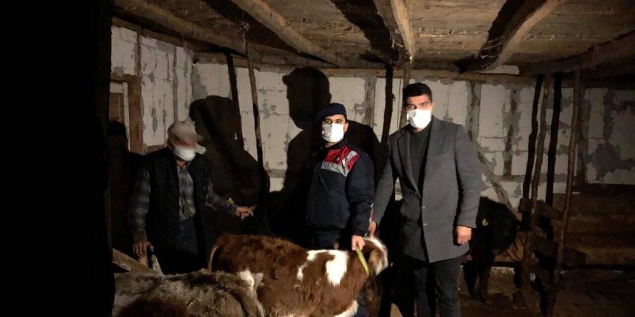 Kayıp hayvanlar sahiplerine teslim edildi