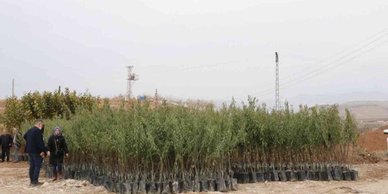 Siirt’te Goji Beryy meyvesi ile Trabzon hurması üretilecek