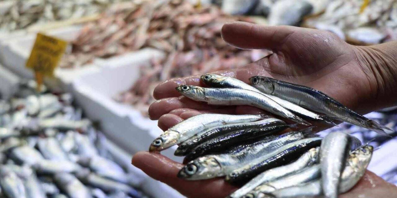 Balıkçılar şaşkın: Ucuz balığa ilgi yok