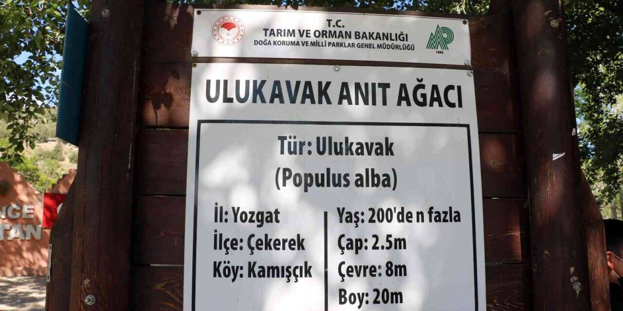 Yozgat’taki anıt ağaçlar zamana meydan okuyor