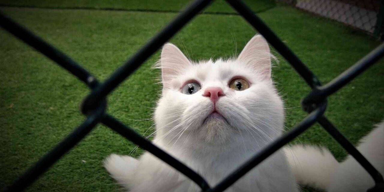 Van kedileri kışa hazır