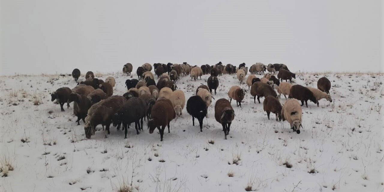 Yaylalardan indirilmeye başlanan koyun sürüsüne kar yağışı zor anlar yaşattı